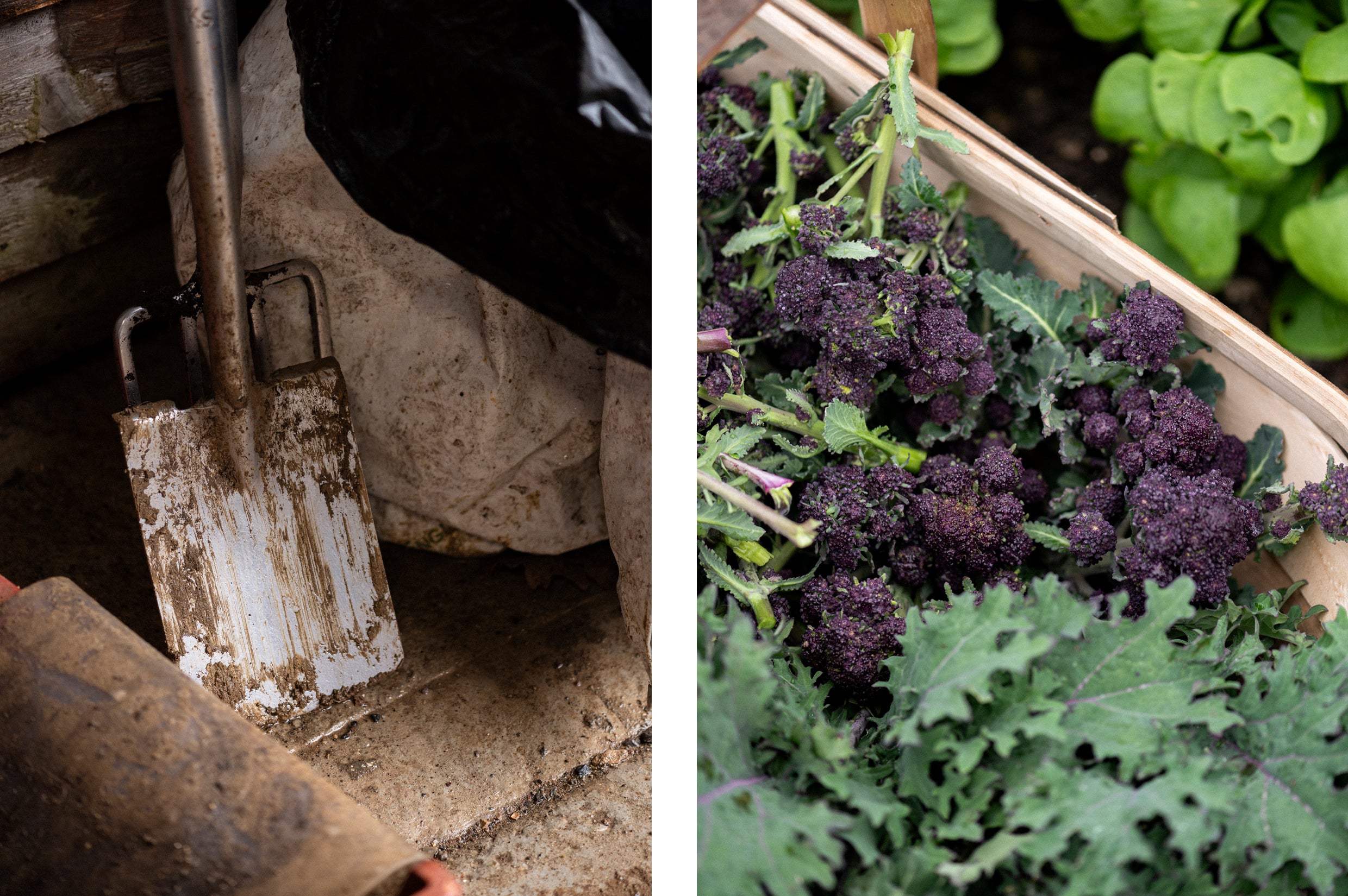 A shovel and fresh produce