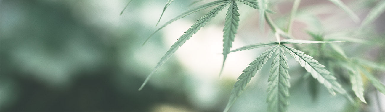 The History of Hemp and Marijuana