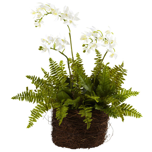 MINI PHALAENOPSIS & FERN W/BRIDSNEST PLANTER