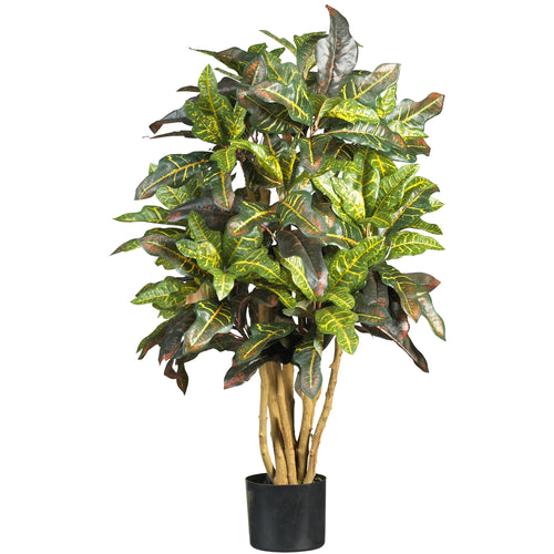 CROTON SILK TREE