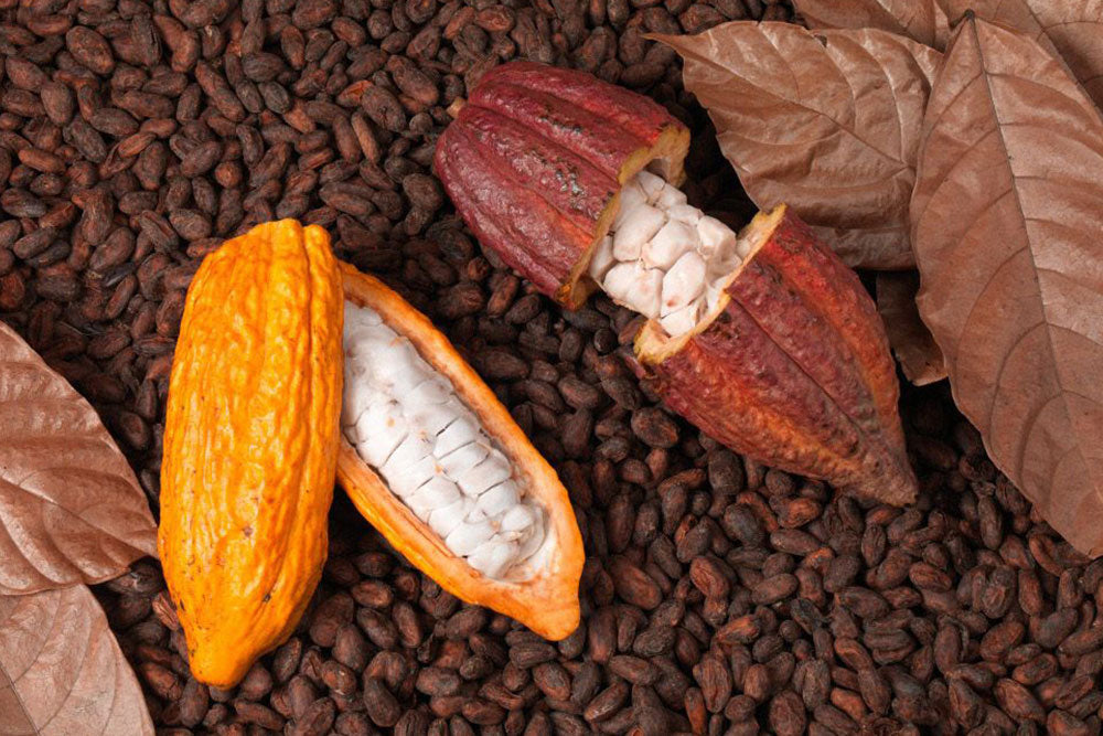 Two cacao pods opened. to reveal the ripe cocoa beans on top of a pile of roasted cocoa beans. 