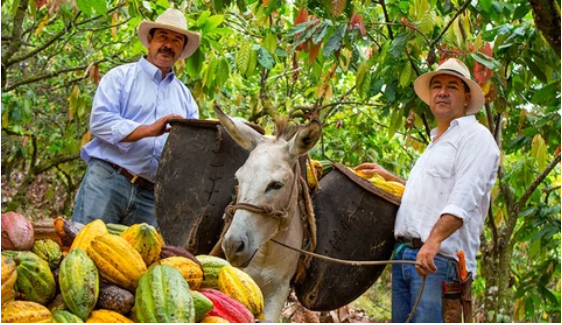 Two men with a donkey in between in a cocoa tree filed harvesting cacao pods. 