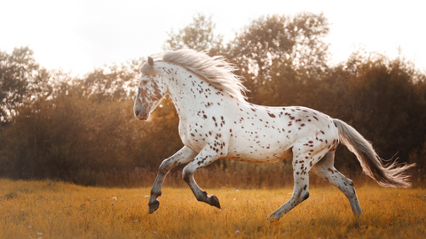 Amazing Horse Running