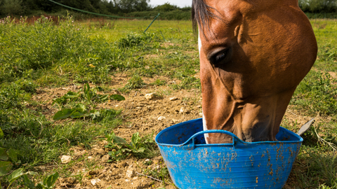 Horse Drinking