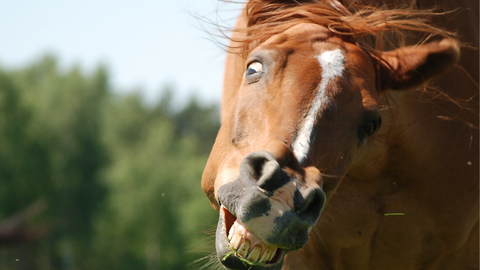 Horse Funny Face