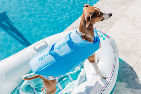 Dog Life Jacket Australia