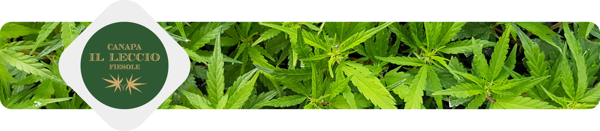 canapa-il-leccio-erba-legale-weediamo-cannabis-delivery-firenze-produttore-locale