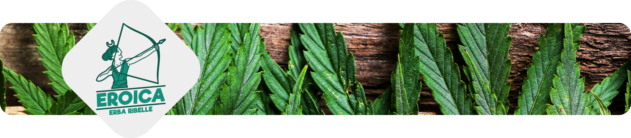 eroica-erba-ribelle-erba-legale-weediamo-cannabis-delivery-firenze-produttore-locale