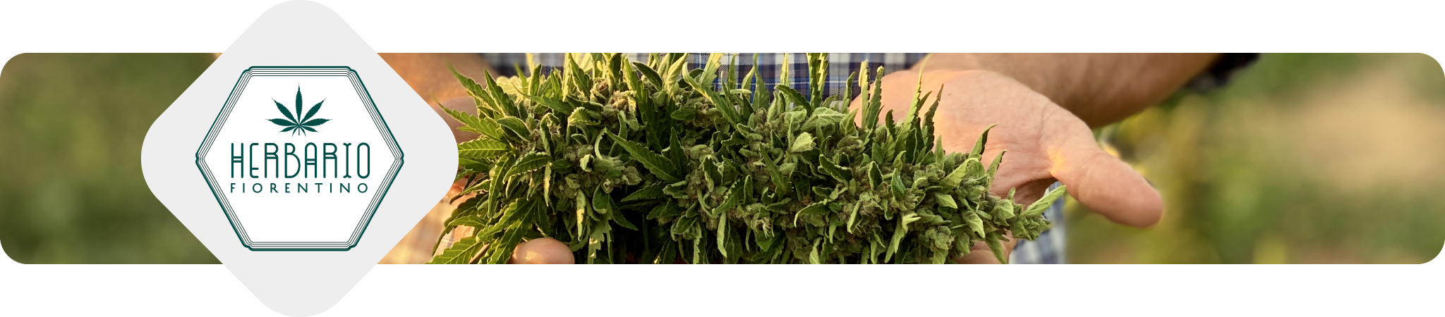 herbario-fiorentino-erba-legale-weediamo-cannabis-delivery-firenze-produttore-locale