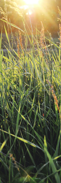 Bermuda grass in a field