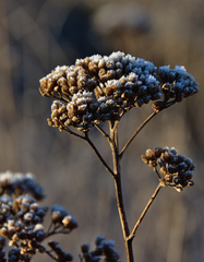 Dry yarrow flower with blurred background