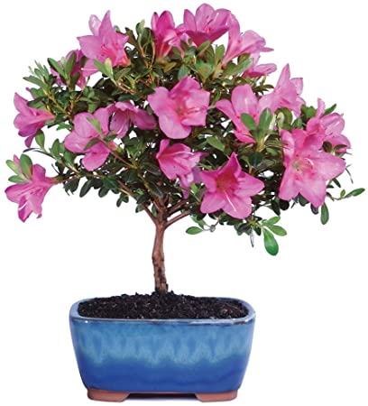 Brussel's Azalea Bonsai mothers day gifting