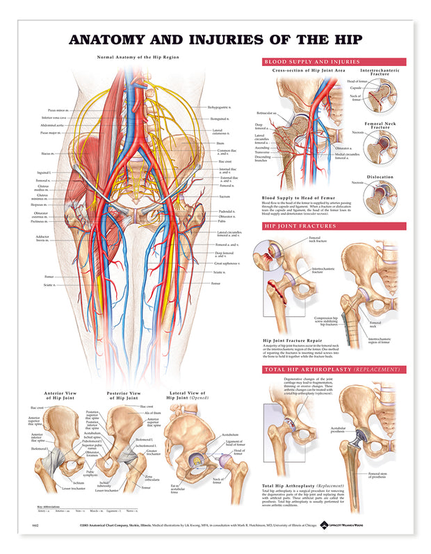 Joints of the Upper Extremities Anatomical Chart: 9780781786577