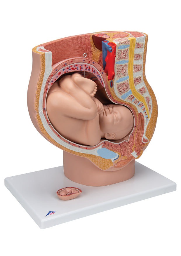 Composite Pelvis and Pelvic Floor Anatomical Model – Mi-tec Medical  Publishing