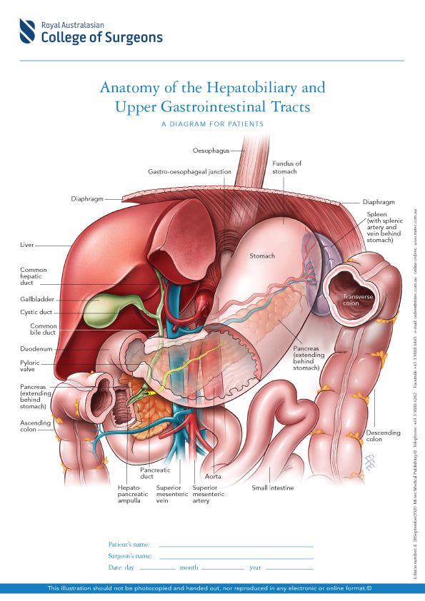 thoracic duct netter