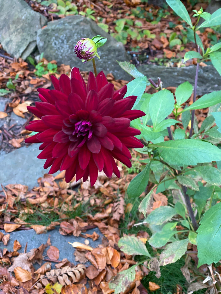 dahlia