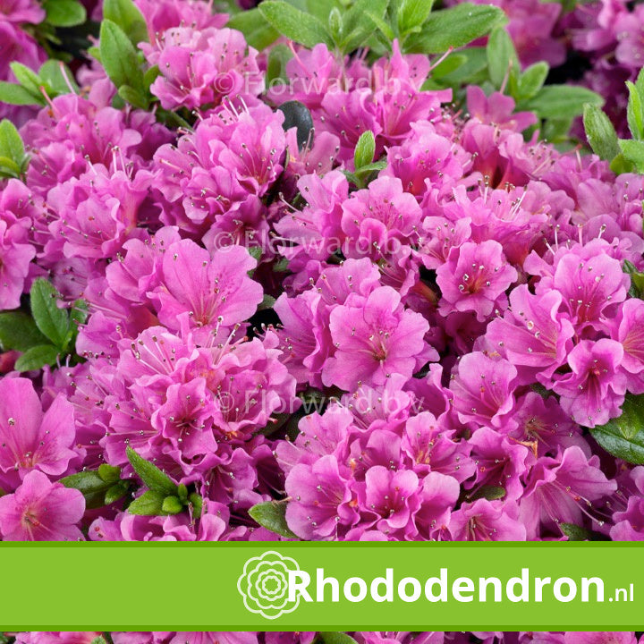 Azalea Japonica 'Violetta' kopen | Beste kwaliteit & allerlaagste prijs!