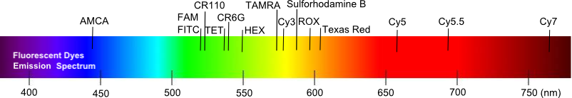 Fluorescent Dye Spectrum