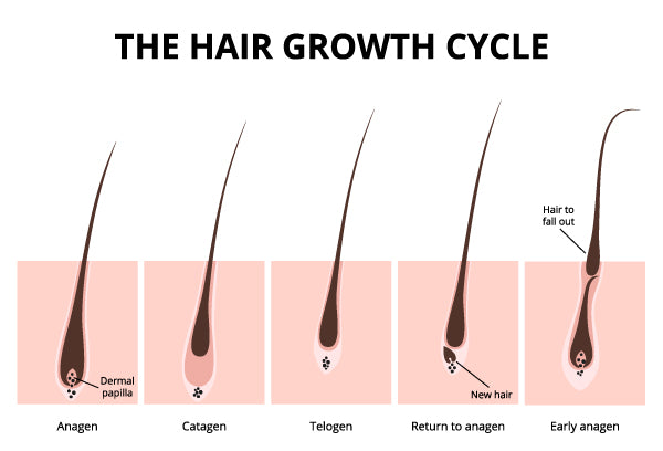 THE HAIR GROWTH CYCLE  Nanogen