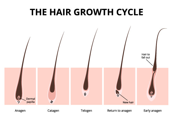 hair growth cycle