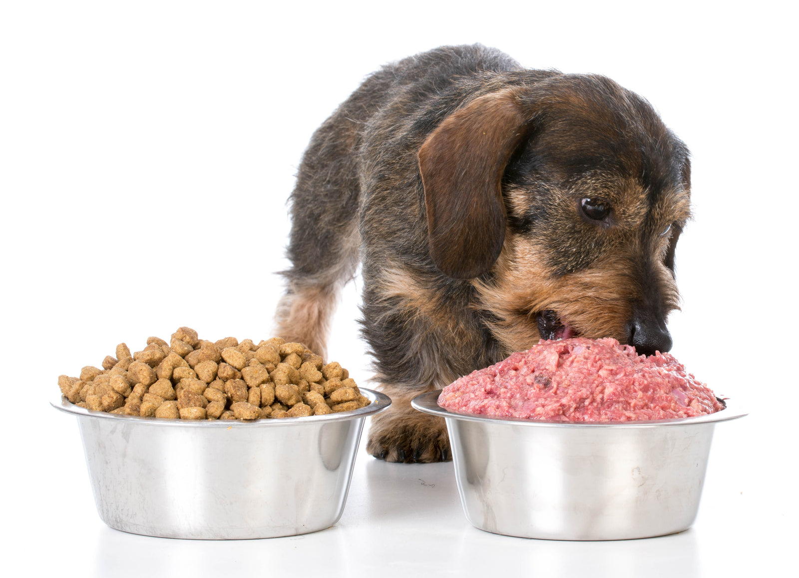 Comida dieta perros