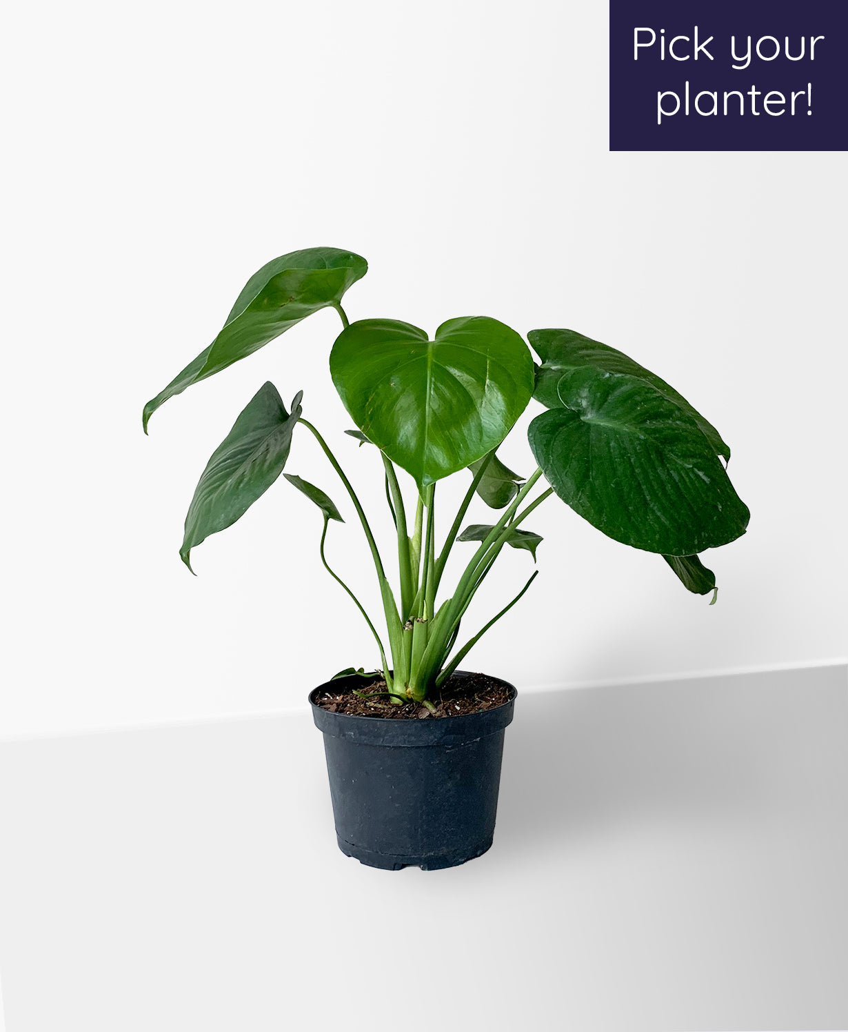 Monstera Deliciosa 80 cm - Attitude Jardin