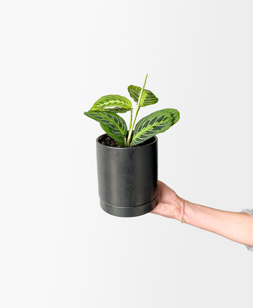 Forest Green Prayer Plant (Matte black planter, with drainage)