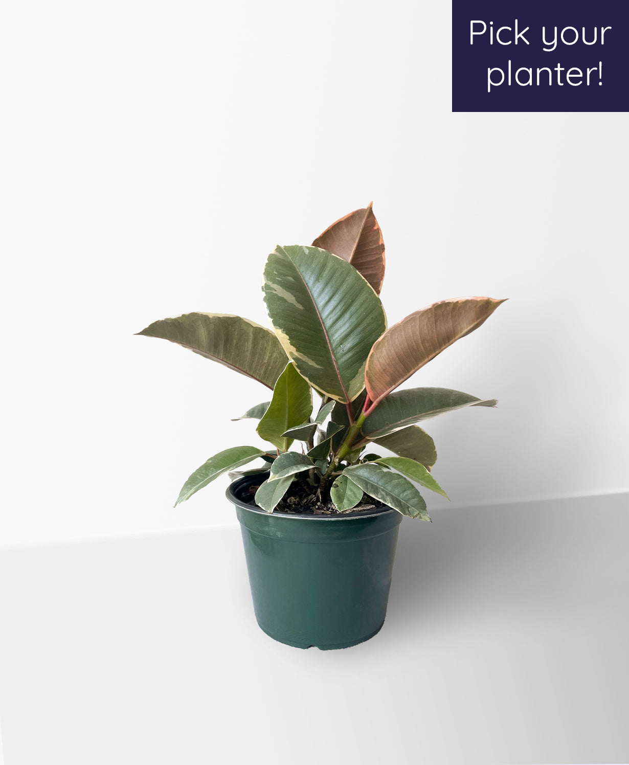 Tineke Rubber Plant