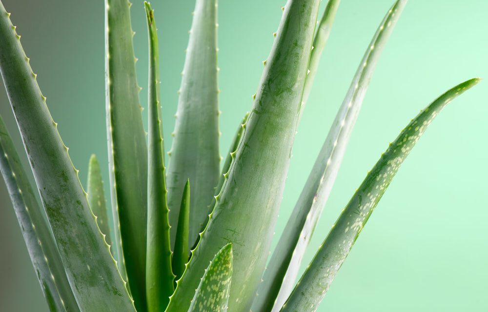 Amazing Aloe Vera benefits you may not know about | Green People UK