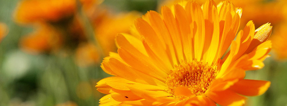 Calendula cream: caring for your skin naturally | Green People UK