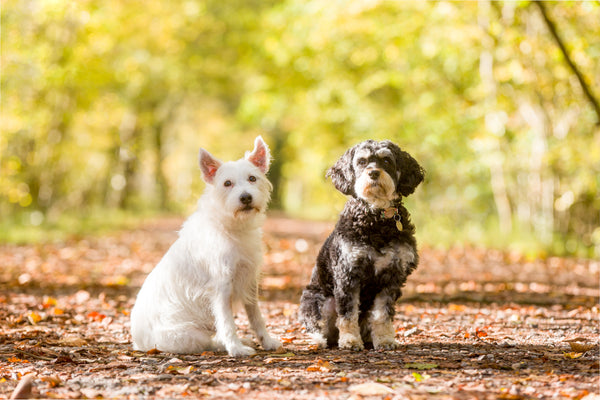 Dogs in the woods