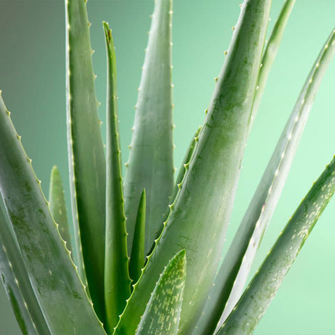 Aloe vera