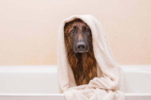 towel drying dog