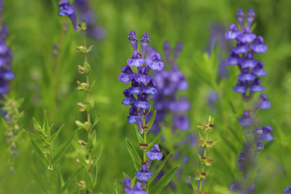 baical skullcap plant