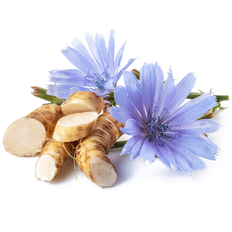 Chicory