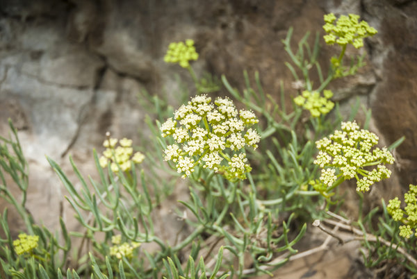 Sea Fennel