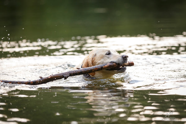 Dog Swimming with stick