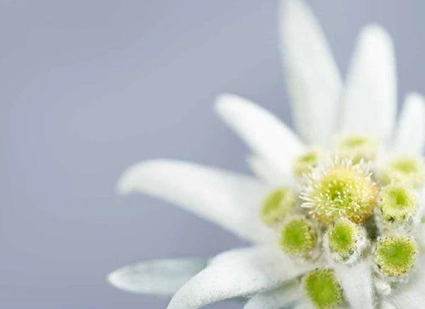 edelweiss