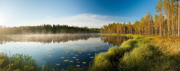 Finnish Forest