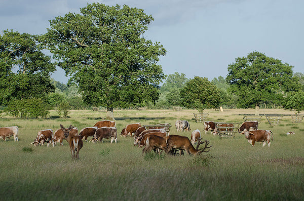 Knepp Castle Estate