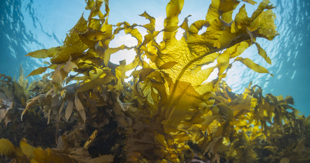 Seaweed