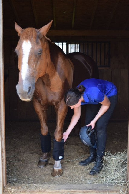 I'm pleasantly surprised to see how relaxed Ripley gets while standing in with the Tendon Wraps on - Photo by Lorraine Peachey