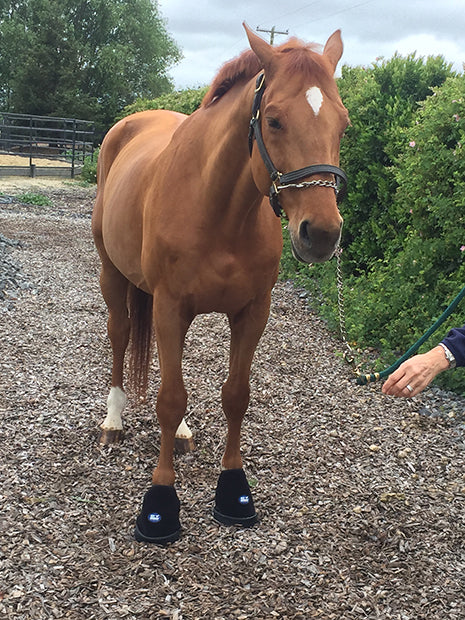 Ice Horse Laminitis Kit will help cool the feet and keep your horse comfortable.