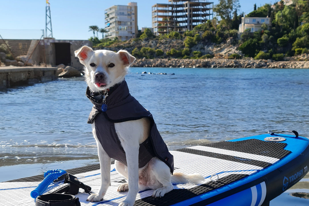How to stand up paddle board with your dog - life jacket