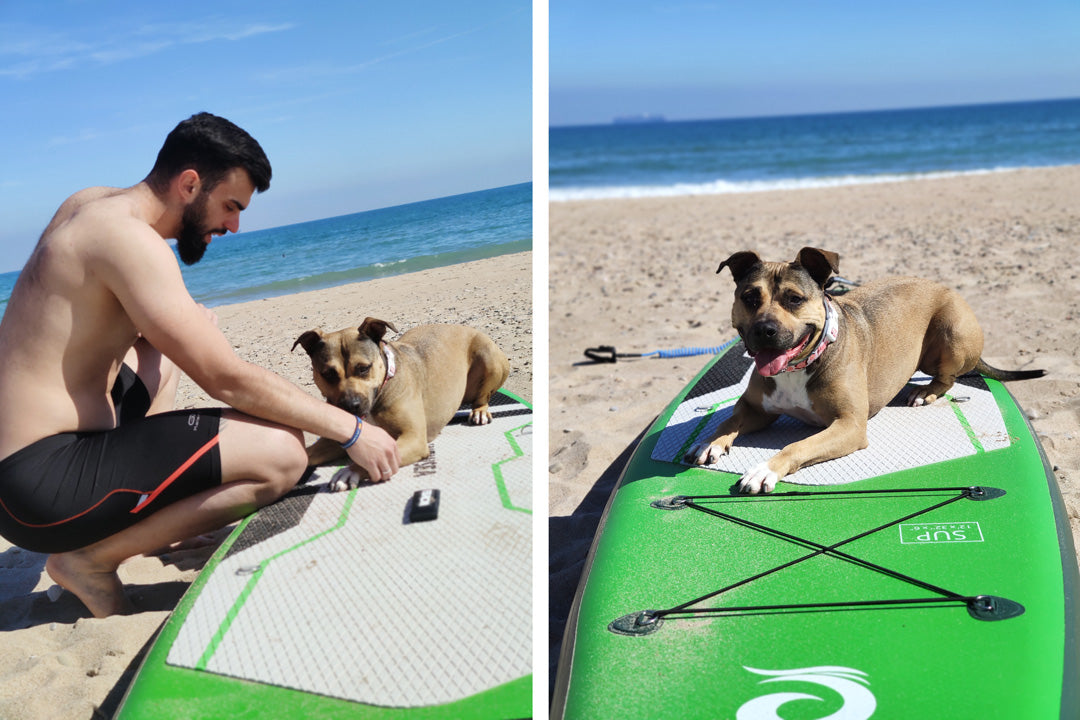 How to stand up paddle board with your dog - stay