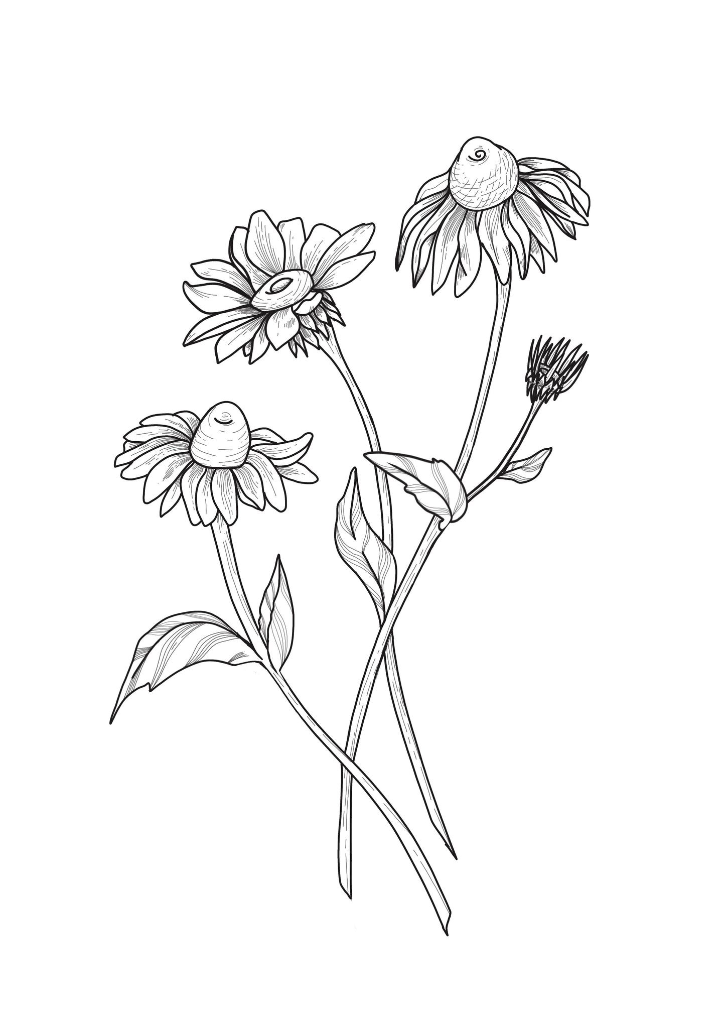 Printable Cone Flowers Colouring Page | Download for FREE – Drop of Colour