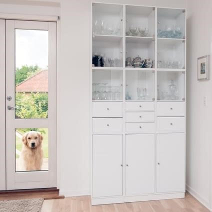 Dog Looking Through Window