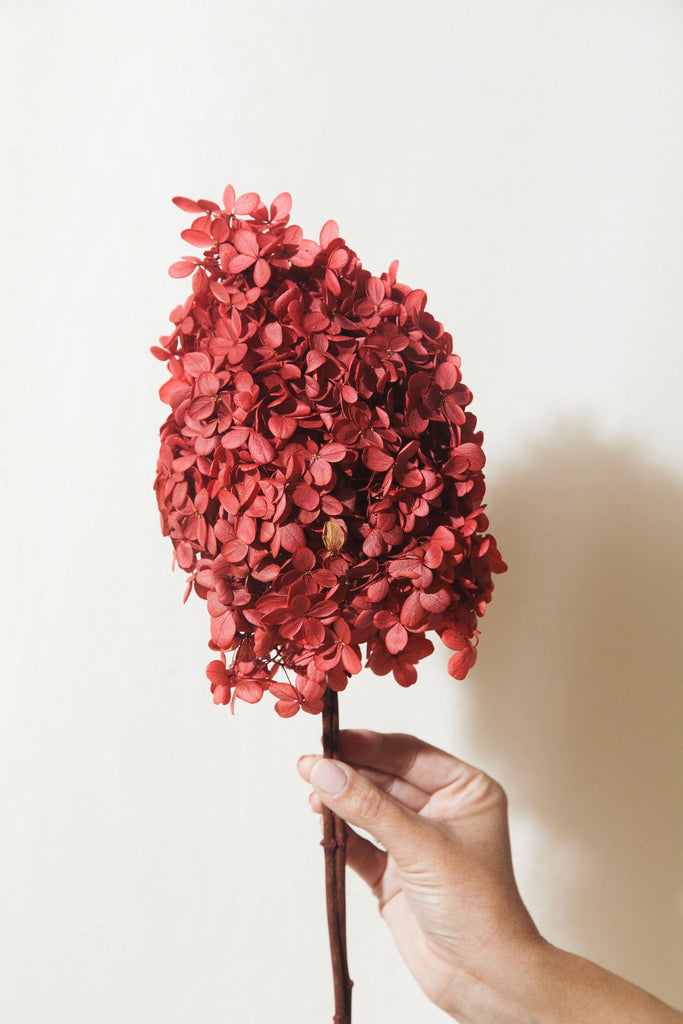 Red Dried Flowers – Idlewild Floral Co.
