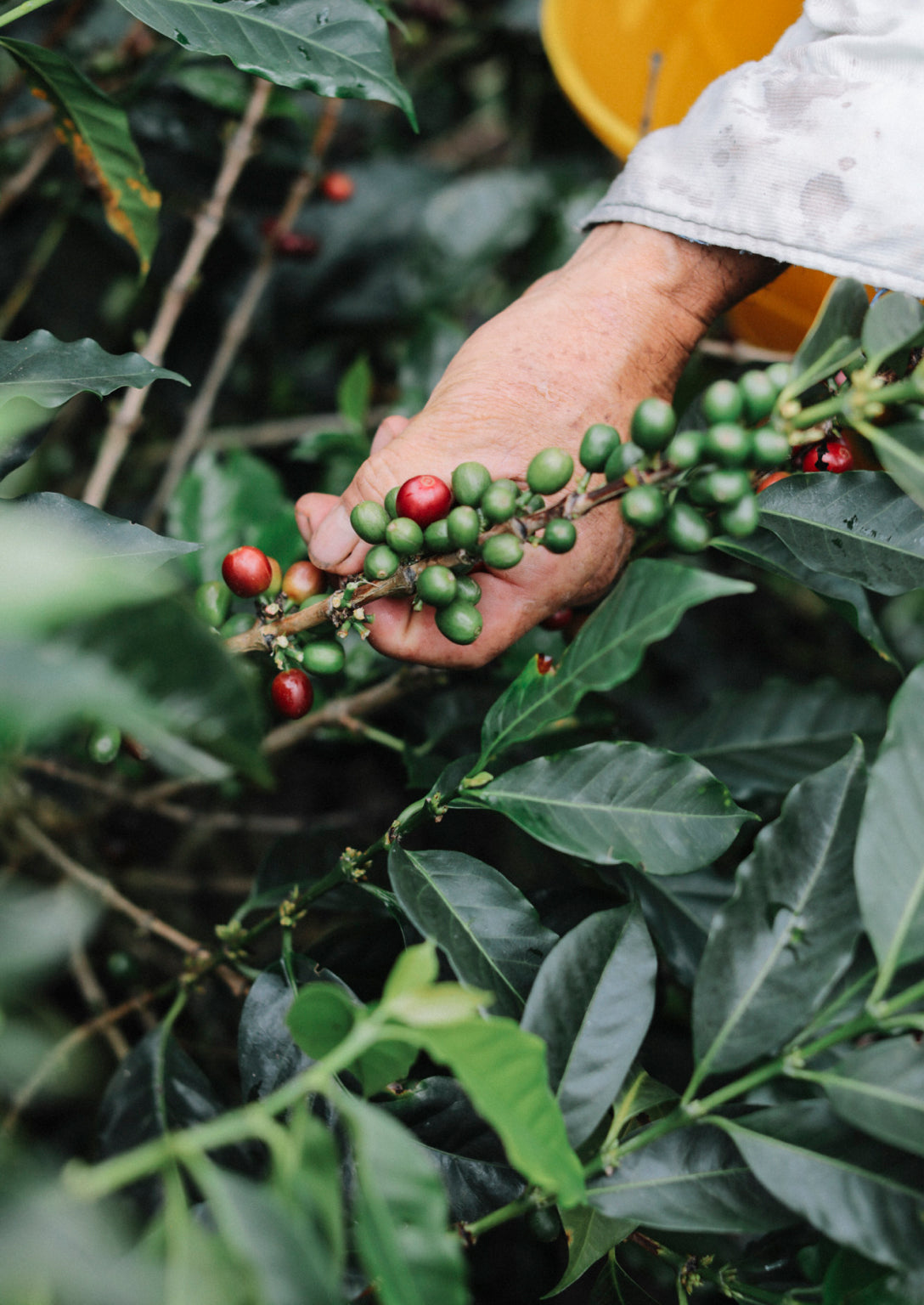 hand holding a coffee plant