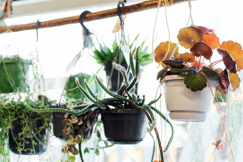 hanging plants using s-hooks to hang up on a wooden dowel